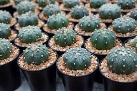 buy peyote cactus online