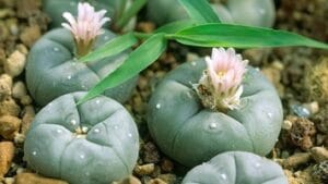 images of peyote cactus