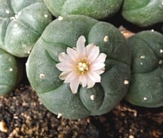 peyote plant for sale​